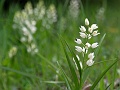 04_Cephalanthere a longues feuilles